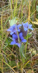 Gentiana septemfida