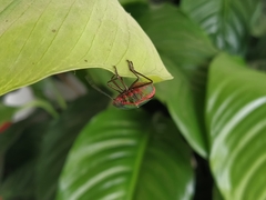 Rhyssocephala