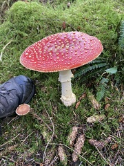 Amanita muscaria muscaria