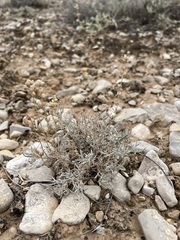 Artemisia pedatifida