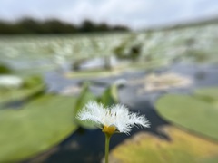 Nymphoides indica