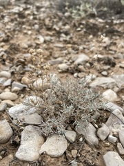 Artemisia pedatifida