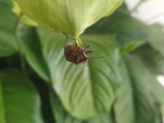 Rhyssocephala