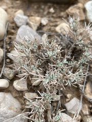 Artemisia pedatifida