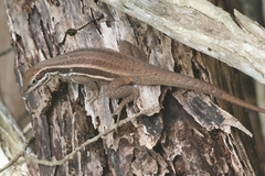 Leiocephalus cubensis