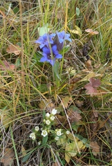 Gentiana septemfida
