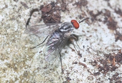 Phthiriinae