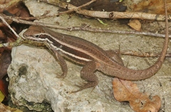 Leiocephalus cubensis