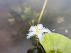 Nymphoides indica