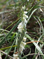 Spiranthes spiralis