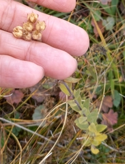Linum hypericifolium