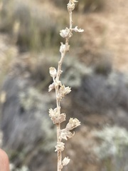 Atriplex gardneri