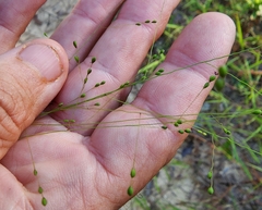 Kellochloa verrucosa