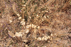 Lepidium perfoliatum