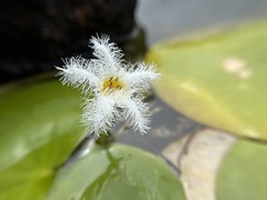 Nymphoides indica