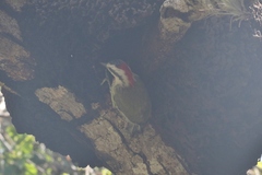 Xiphidiopicus percussus