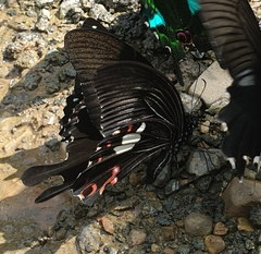 Papilio helenus