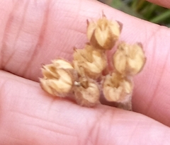 Linum hypericifolium