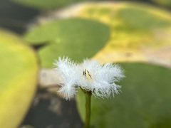 Nymphoides indica