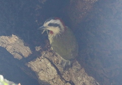 Xiphidiopicus percussus