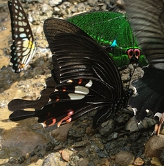 Papilio helenus