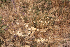 Lepidium perfoliatum