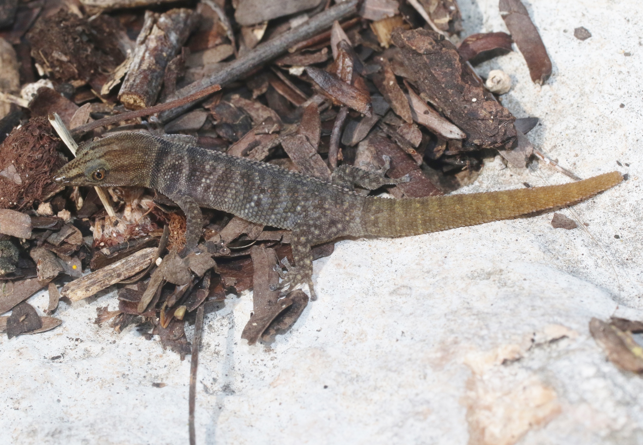 Sphaerodactylus richardi Hedges & Garrido, 1993