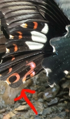 Papilio helenus