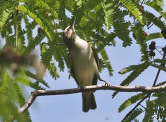 Vireo altiloquus