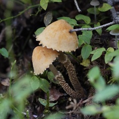 Cystoderma