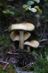 Hypholoma