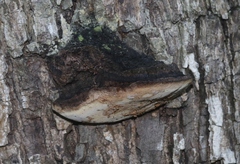Phellinus nigricans