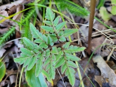 Sceptridium dissectum