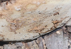 Phellinus nigricans
