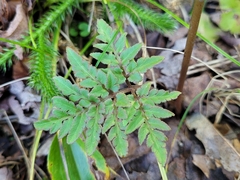 Sceptridium dissectum