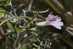 Tabebuia myrtifolia