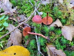 Cortinarius harrisonii