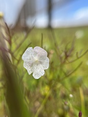 Rhamphicarpa longiflora