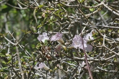 Tabebuia myrtifolia