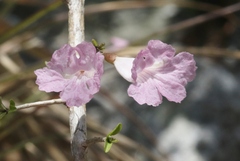 Tabebuia myrtifolia