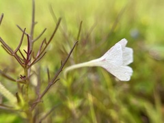 Rhamphicarpa longiflora