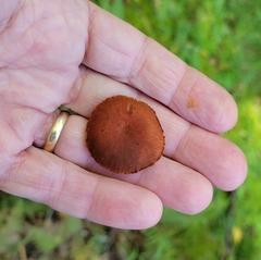 Cortinarius harrisonii
