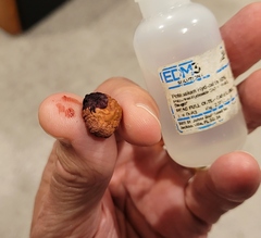 Cortinarius harrisonii