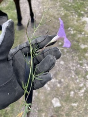 Ipomoea ternifolia ternifolia