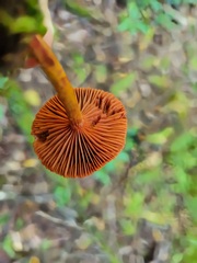 Cortinarius harrisonii