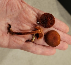 Cortinarius harrisonii