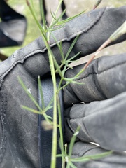 Ipomoea ternifolia ternifolia