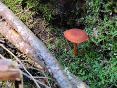 Cortinarius harrisonii