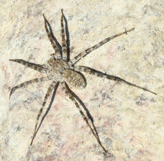 Pardosa mercurialis