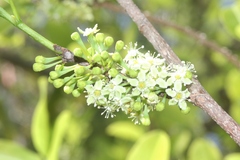 Erythroxylum coca